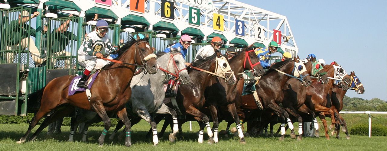 Horses leaving from the paddock in a race